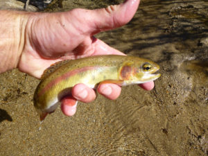 DaveDolangolden-2-7-14